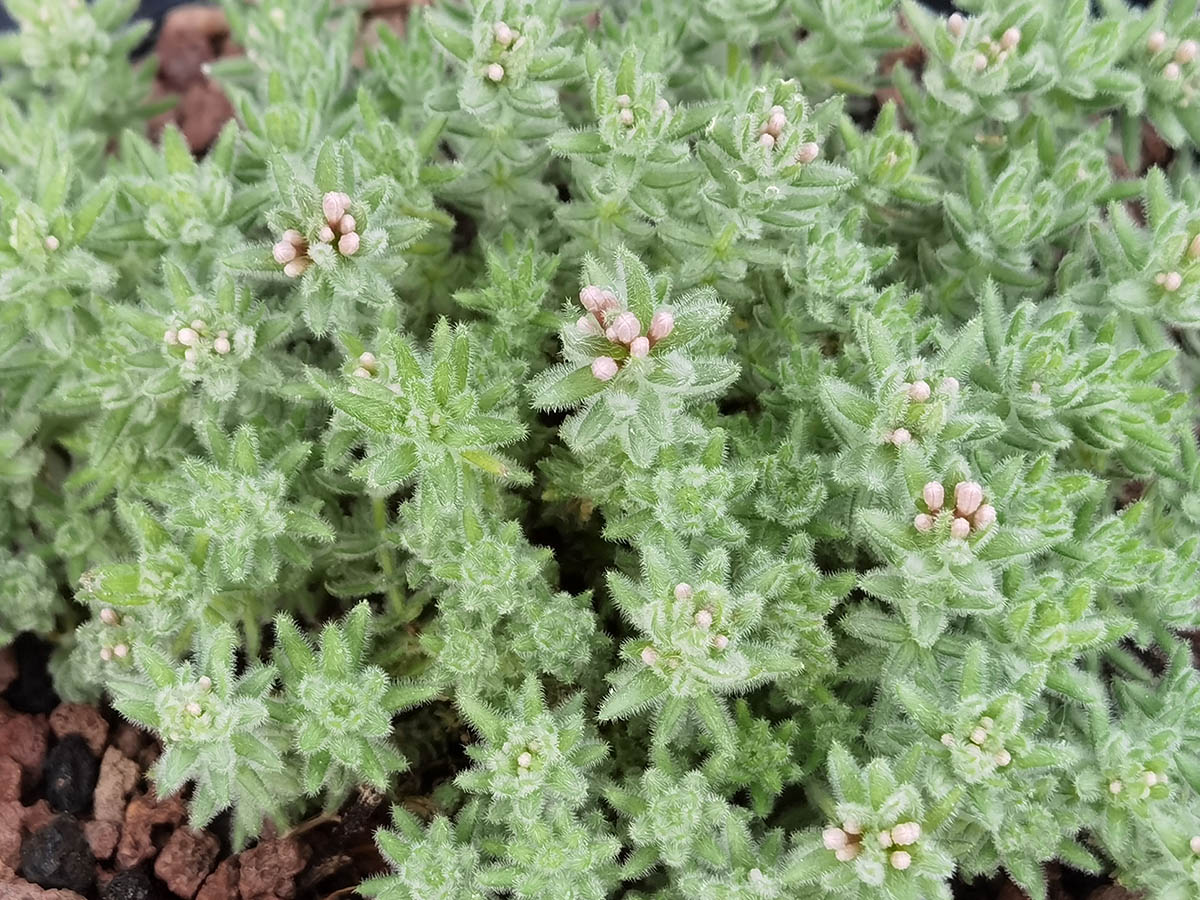 Asperula arcadiensis